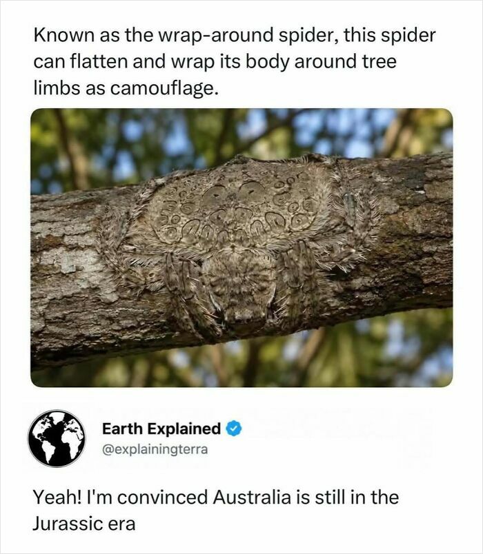 Interesting facts: A wrap-around spider camouflaged perfectly on a tree branch, blending in with its textured body.