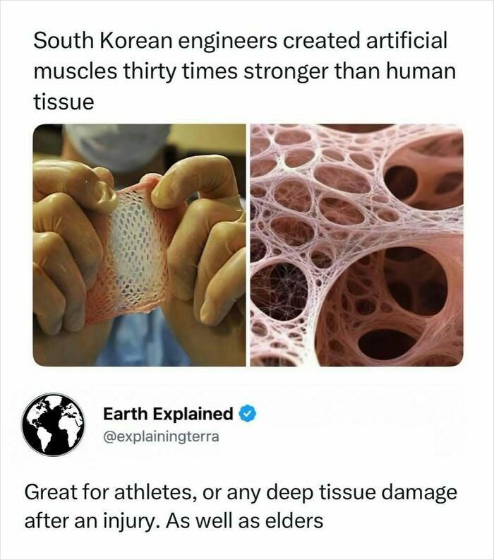 A split image showing artificial muscles being held and a microscopic view of tissue, revealing interesting facts.