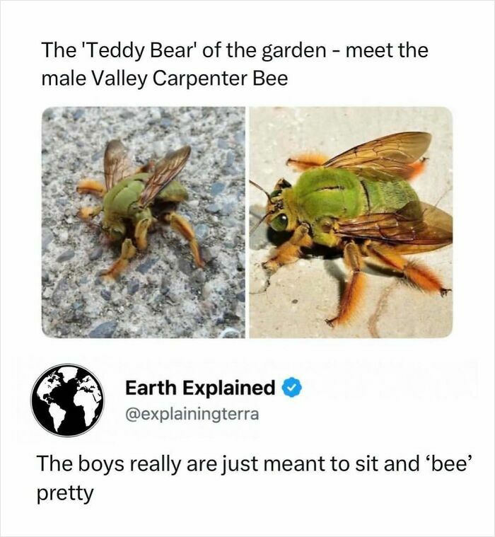 Two images of the male Valley Carpenter Bee, showcasing interesting facts about its appearance.