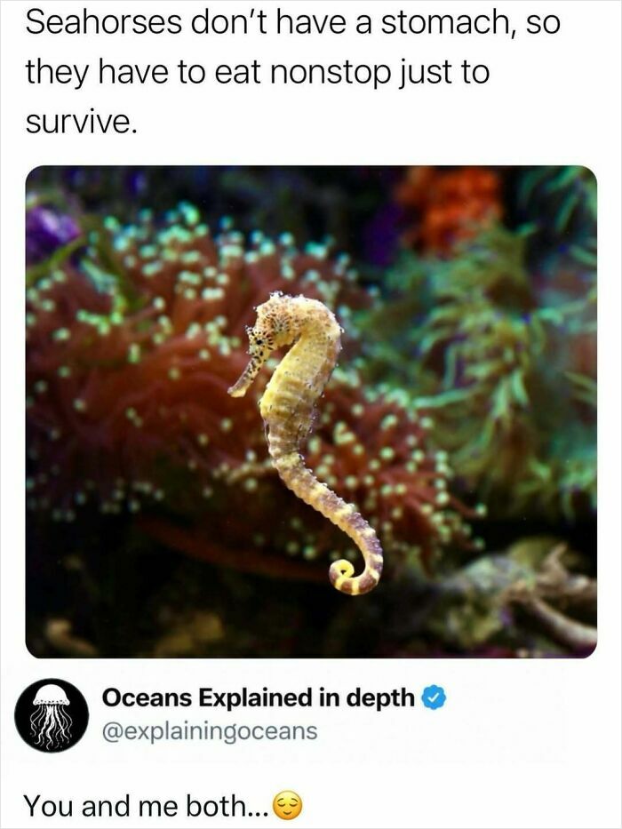 A close-up image of a seahorse, highlighting interesting facts about its diet and survival.