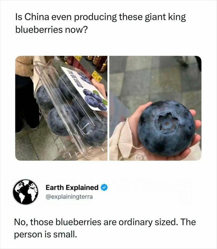 Two images showing blueberries, one with a package of normal-sized blueberries and another with a person holding a single large blueberry, an interesting fact.
