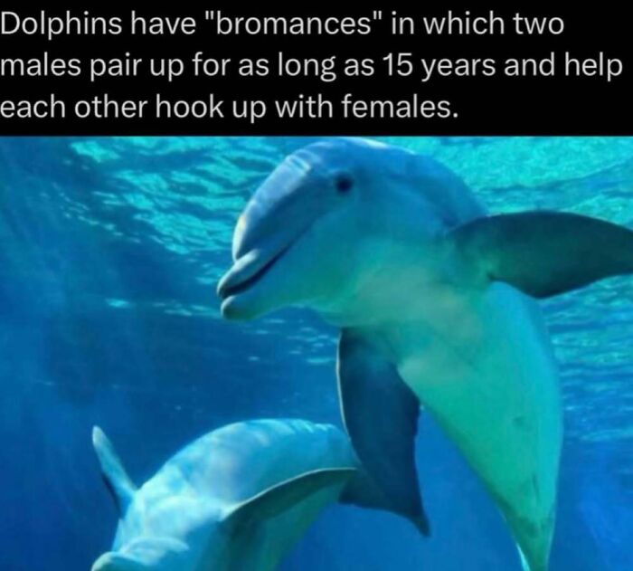Dolphins showing bromances, a fascinating fact about marine life for learning new things.