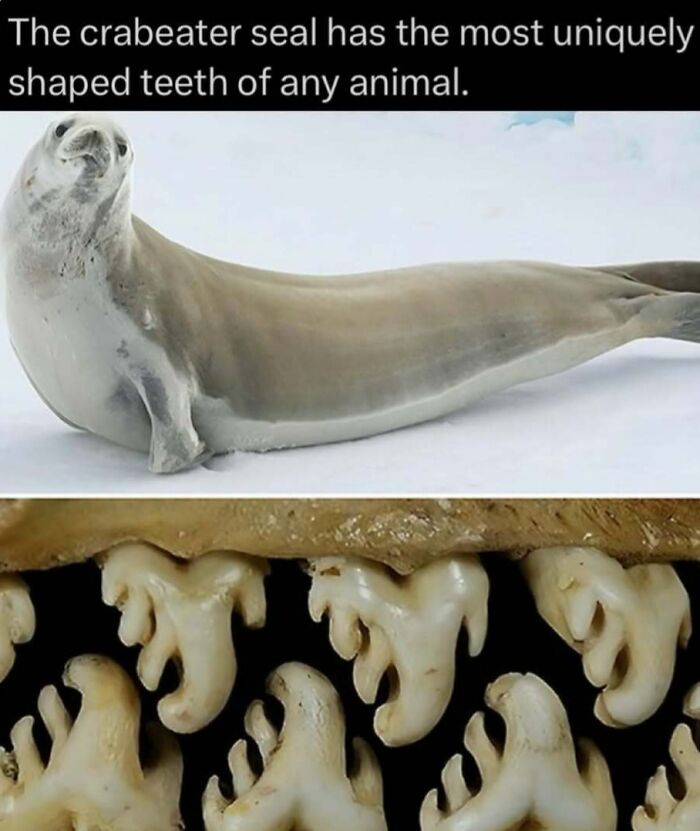 Crabeater seal and its unique teeth. Interesting facts about animals and nature.