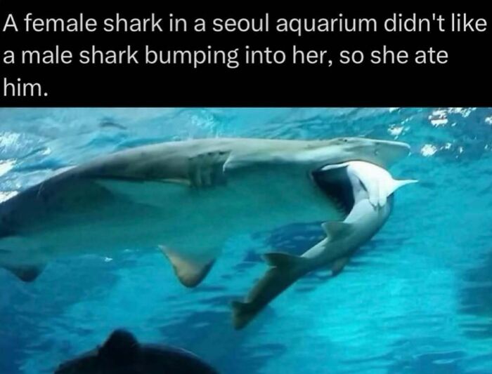 Interesting facts: A large female shark eating a smaller male shark in an aquarium.