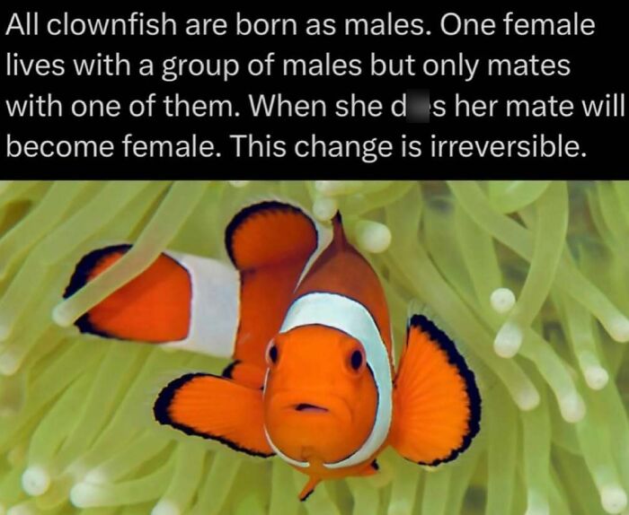 Interesting facts: A vibrant orange clownfish with white stripes, swimming among green anemones.