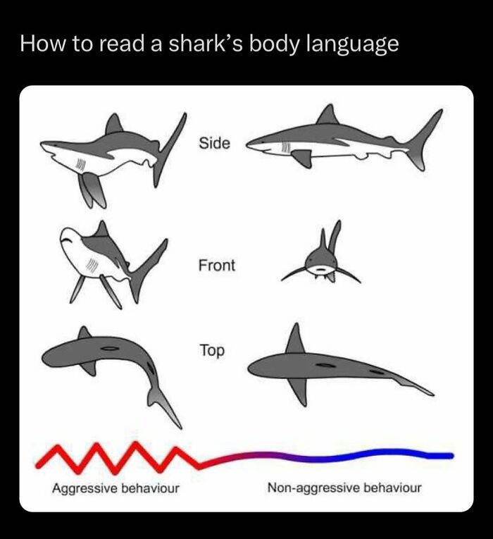 Diagram illustrating shark body language, offering interesting facts for people who love learning.