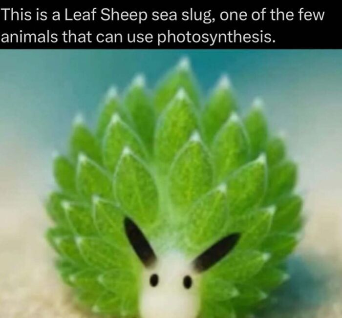 Interesting facts: A green Leaf Sheep sea slug, an animal that uses photosynthesis.