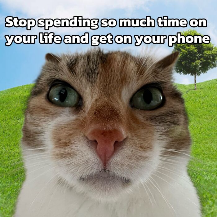 Catscouple-Making-Memes-Mrsmiuki