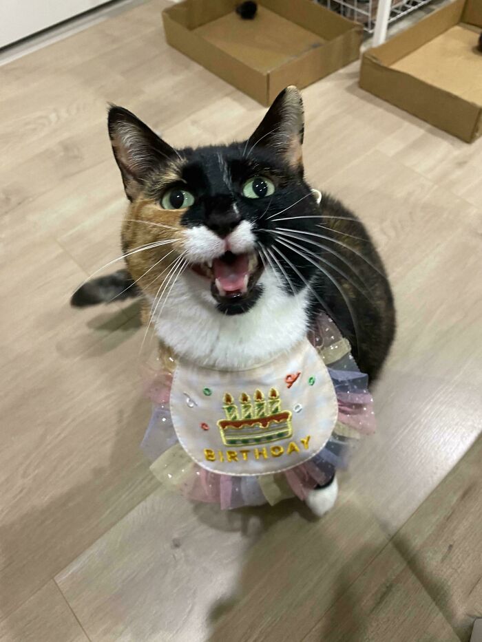 Hilarious calico cat meowing wearing birthday outfit indoors