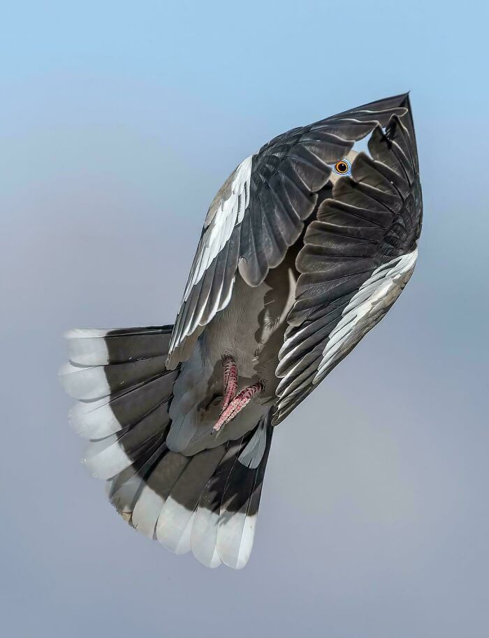 Amazing Photo Of A White Winged Dove Eye Peeking Through Its Wings