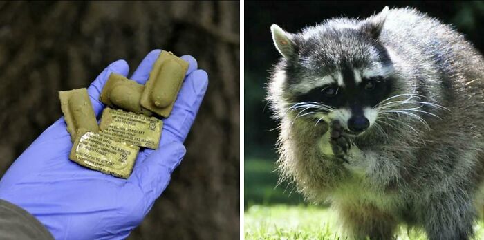 A split image showing a gloved hand holding small packets and a raccoon eating, both interesting photos