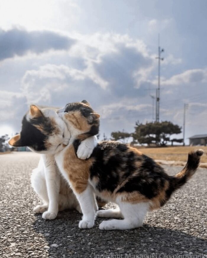 Two cats hugging on an asphalt road under a cloudy sky, an interesting photo showing affection.