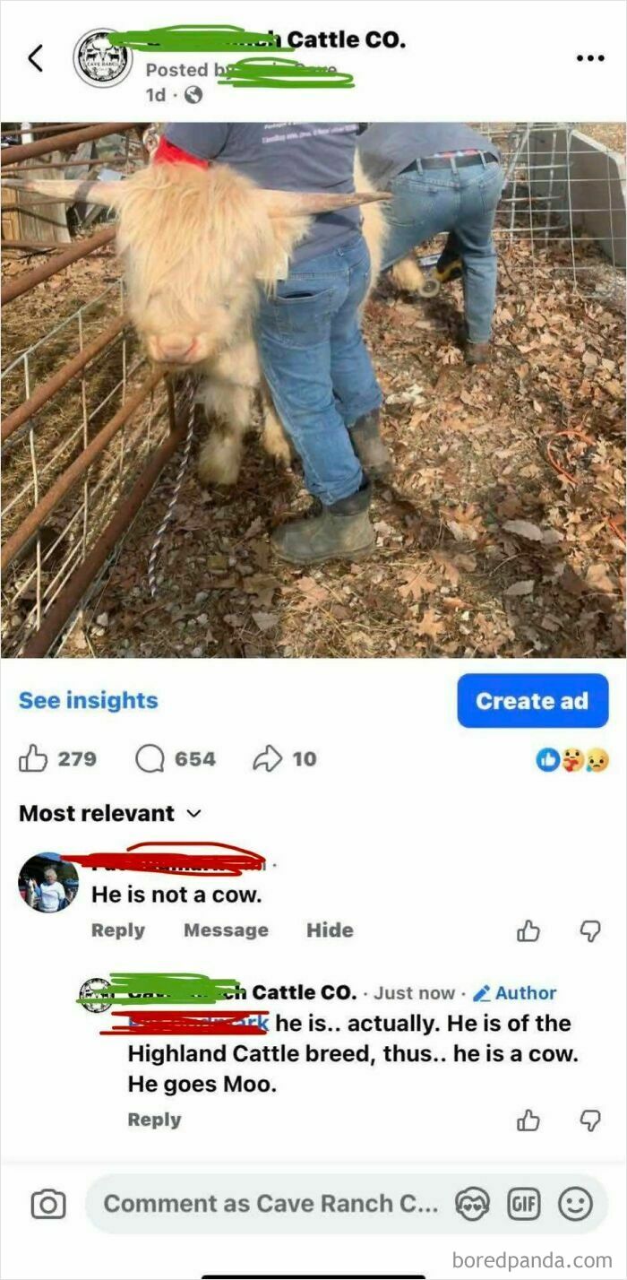 A social media post with iconic self-burns about a Highland Cattle breed cow, where a user insists it is not a cow, highlighting iconic self-burns.