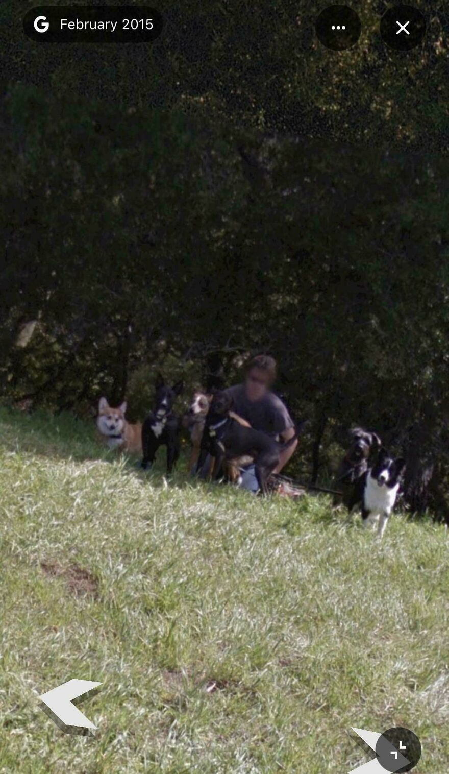 A person with five dogs captured on Google Street View, on a grassy hillside.