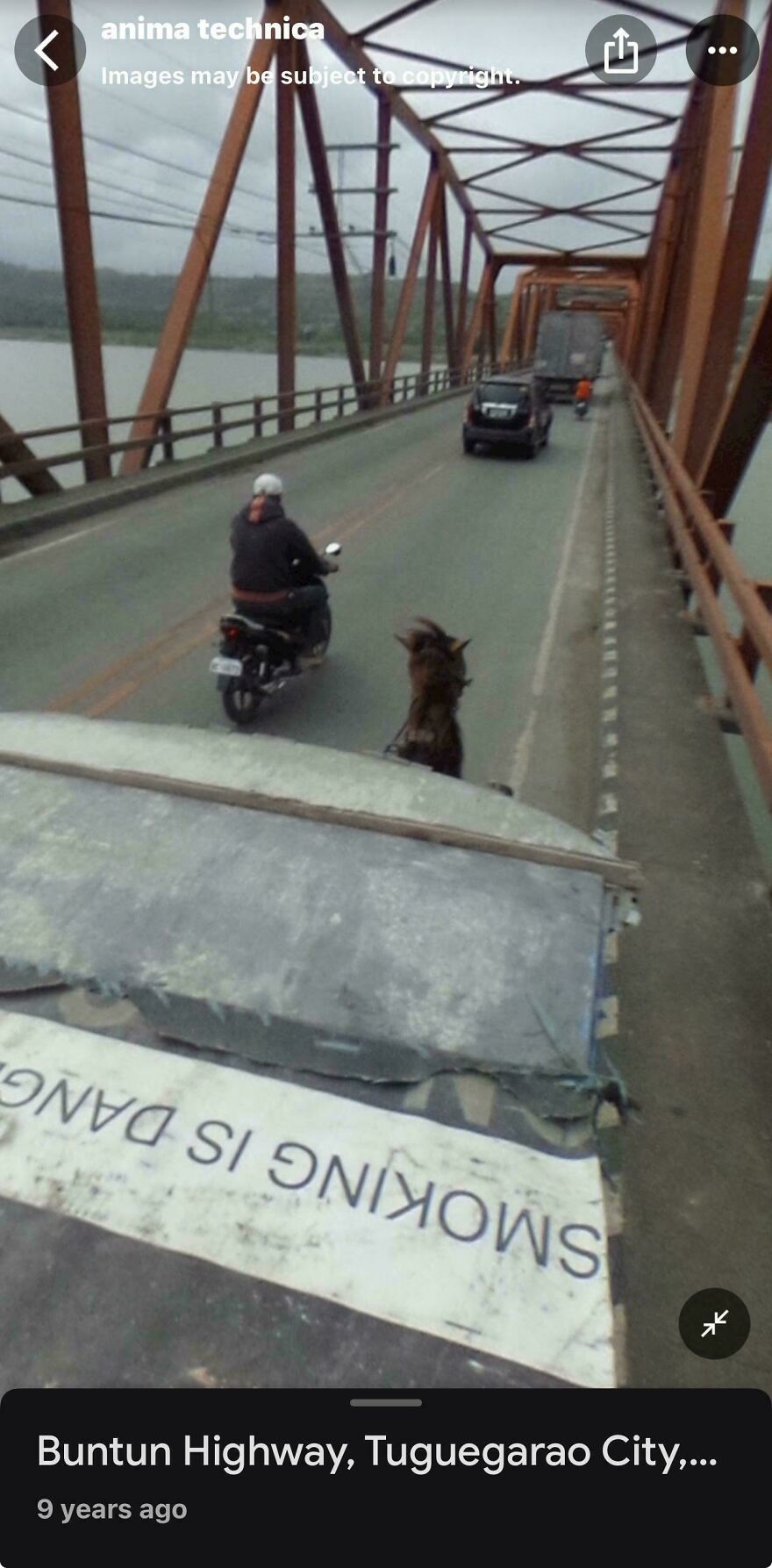 A dog on a bridge, with a motorcycle and car, visible in a funny Google Street View photo.