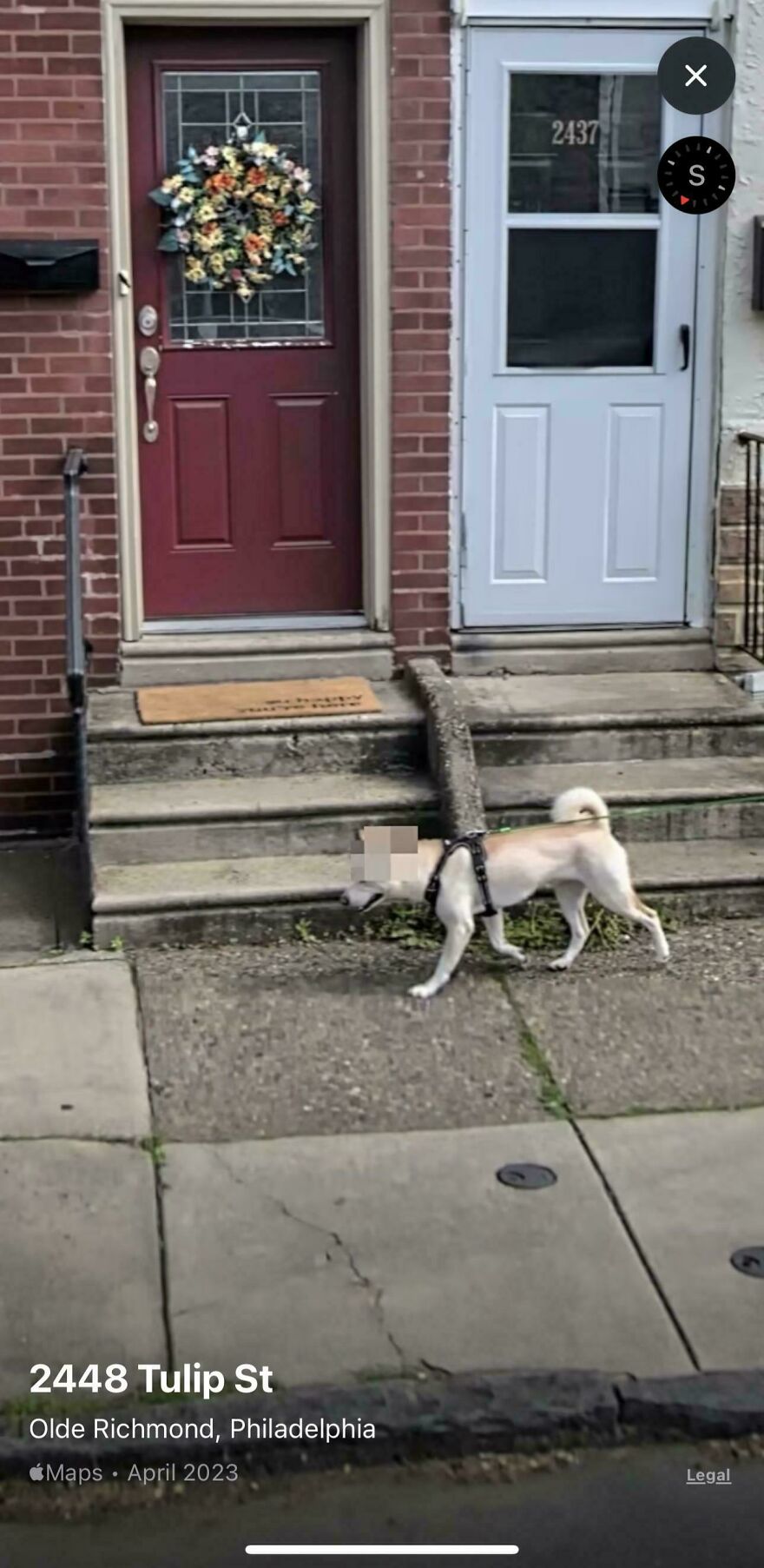 A funny Google Street View image capturing a dog on a leash walking on a sidewalk in front of two doors.