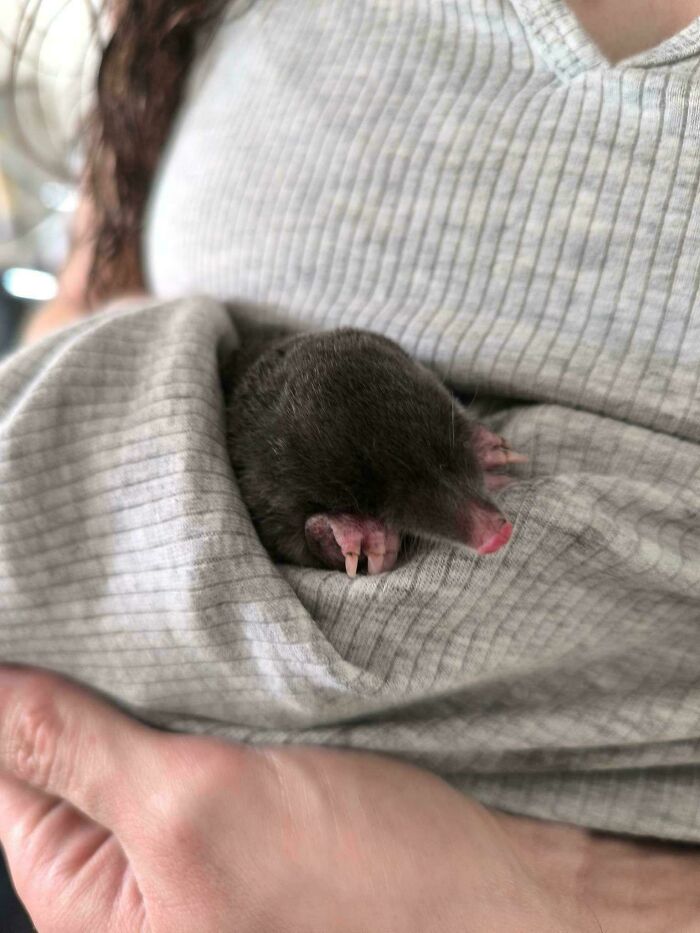 A small, dark mole nestled in someone's shirt, showing how creatures also try to survive the heatwave in Europe.