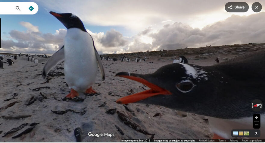 A close-up funny Google Street View photo of two penguins on a sandy beach, with one looking directly at the camera with its mouth open.