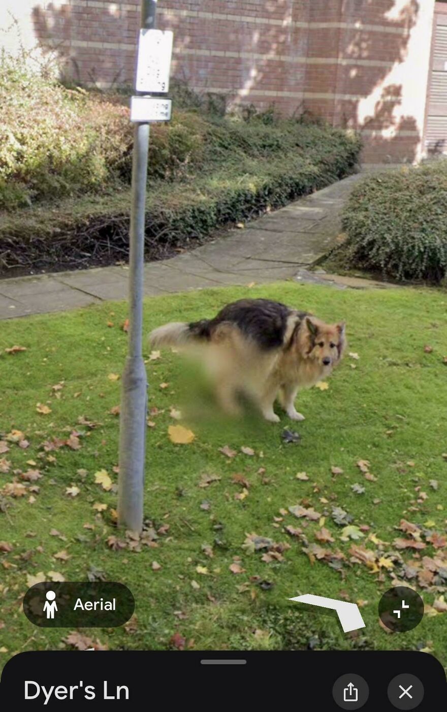 A funny Google Street View photo of a dog in motion blur on a grassy lawn with autumn leaves and a street sign.