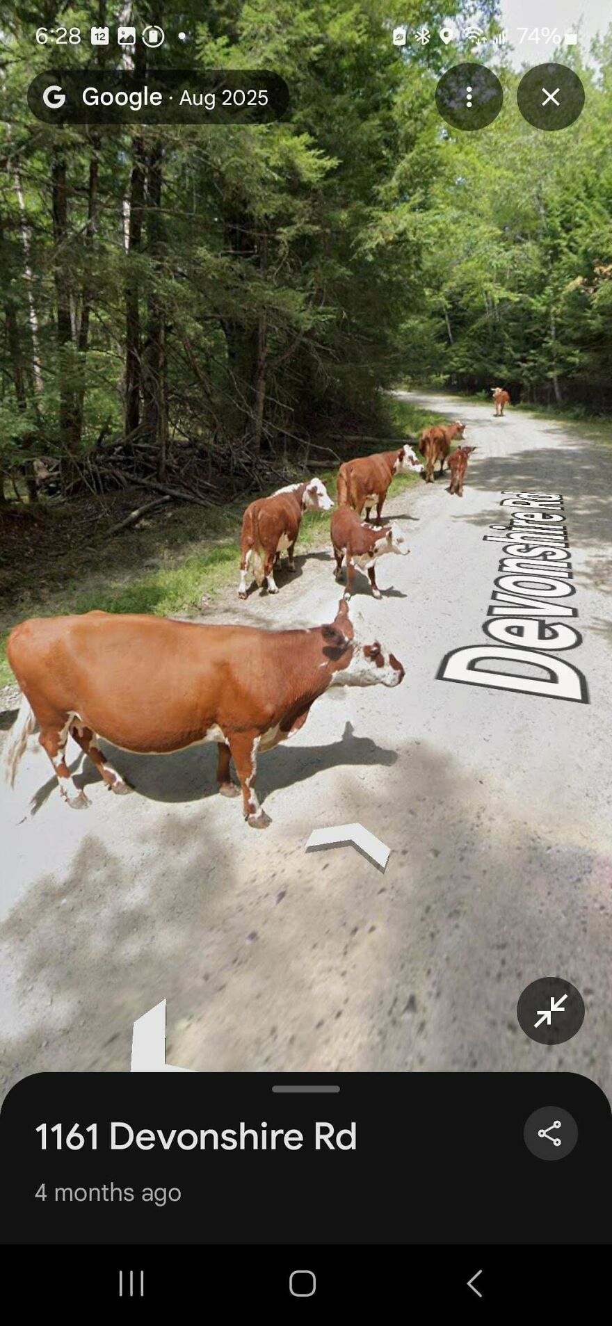 A funny Google Street View photo of several cows walking along a dirt road lined with trees.