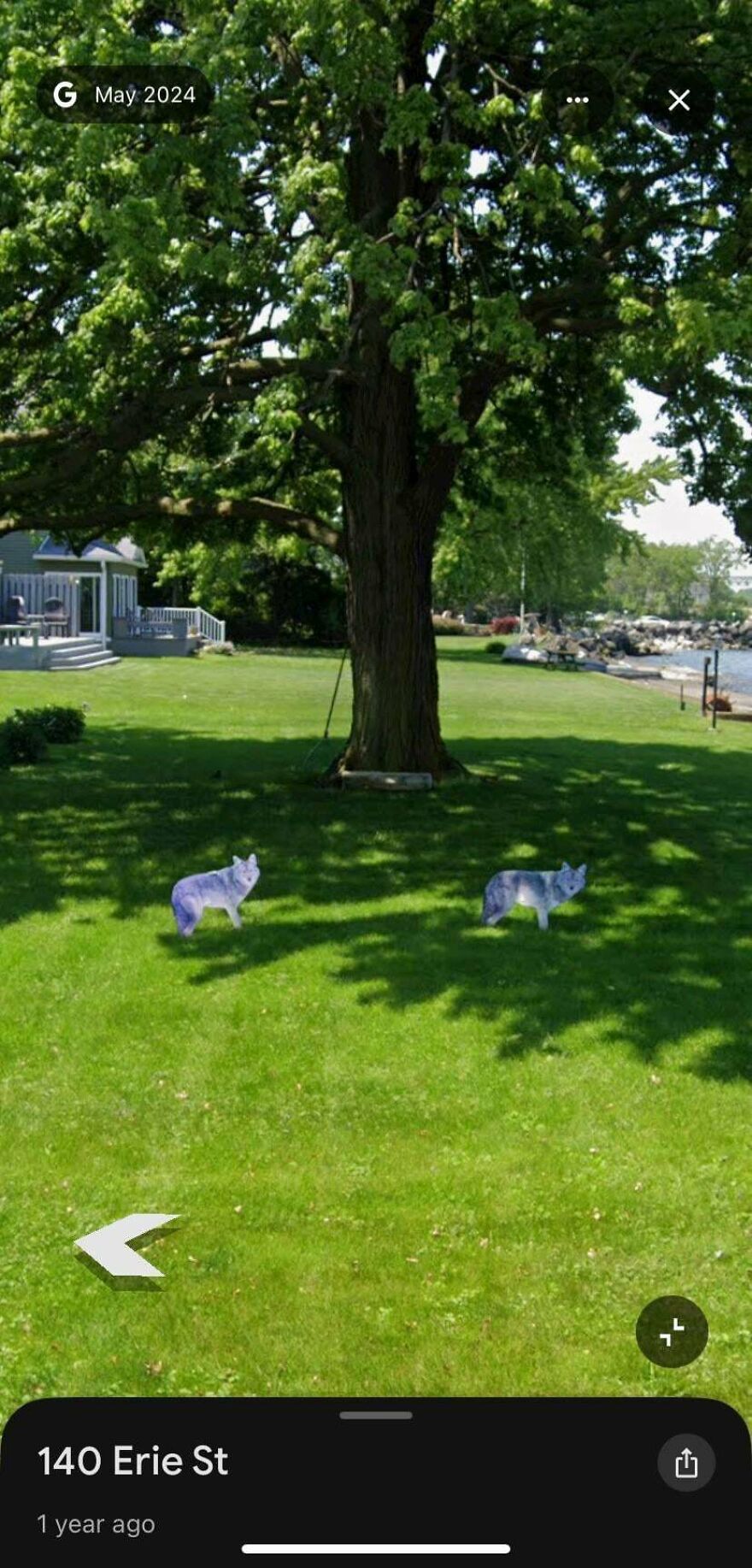 A funny Google Street View photo showing two purple animal figures on a green lawn near a large tree and a house.