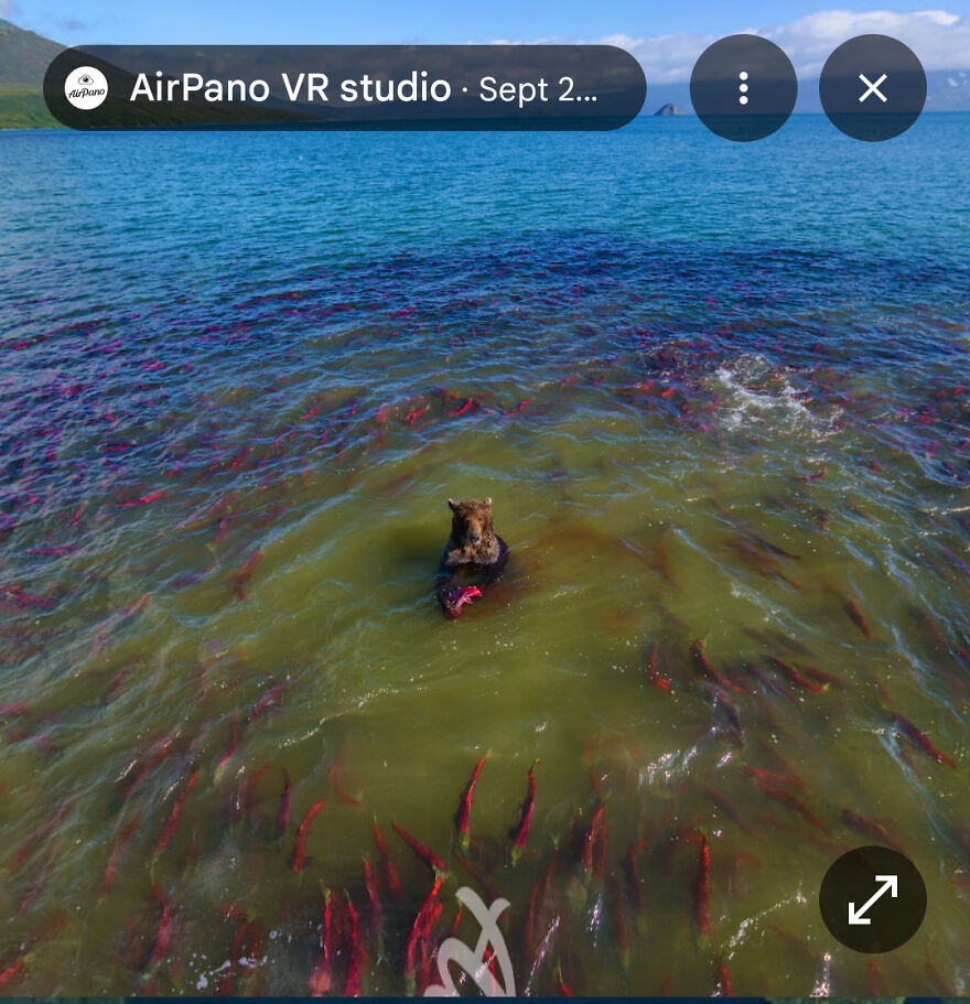 A funny Google Street View photo shows a bear submerged in water, surrounded by numerous red fish, likely fishing.
