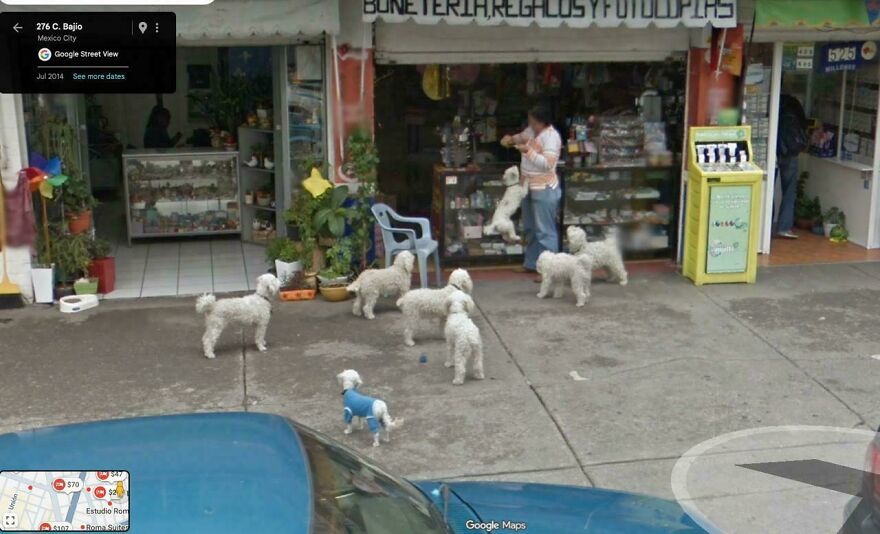 A woman and several fluffy white dogs captured in a funny Google Street View photo on a busy city sidewalk.