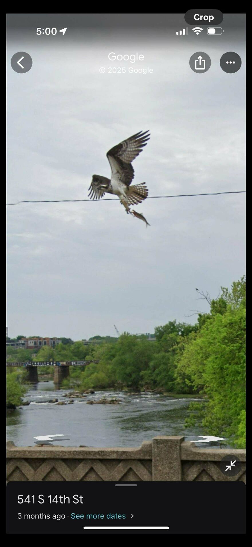 An osprey flying with a fish in its talons over a river, a bizarre Google Street View photo.