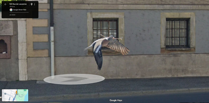 A pigeon in flight with outstretched wings, mid-air, a funny Google Street View photo.