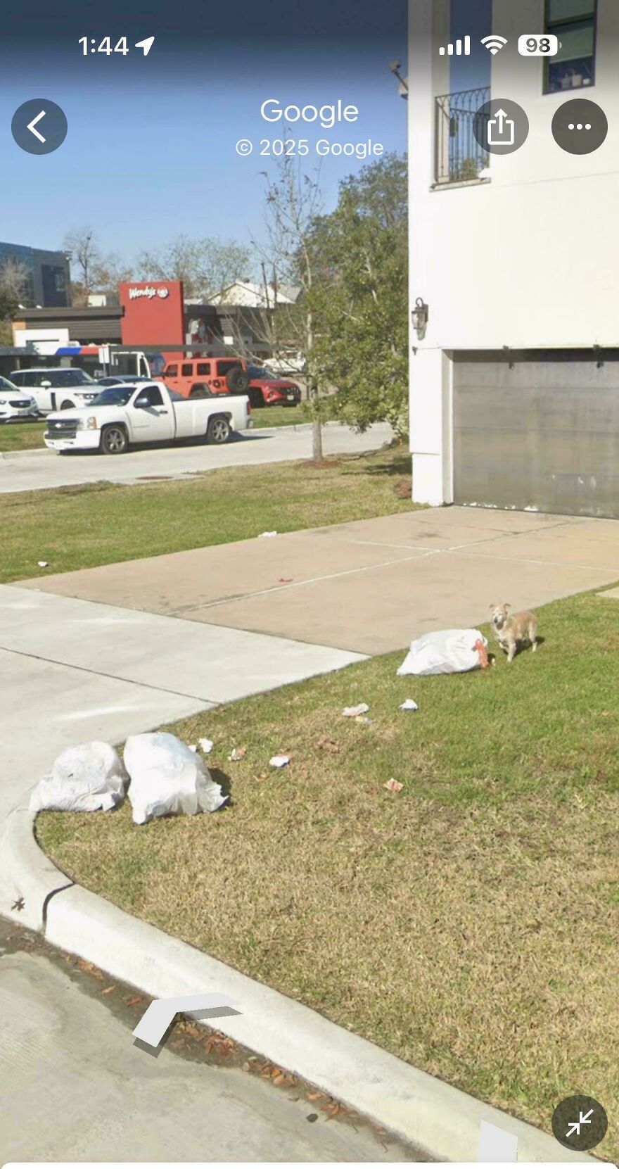 A small dog stands next to garbage bags on a grassy lawn from Google Street View, with a Wendy's in the background, showing a funny Google Street View moment.