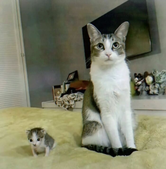 Funny pics with cats: A large cat sits next to an incredibly tiny kitten, both looking at the camera.