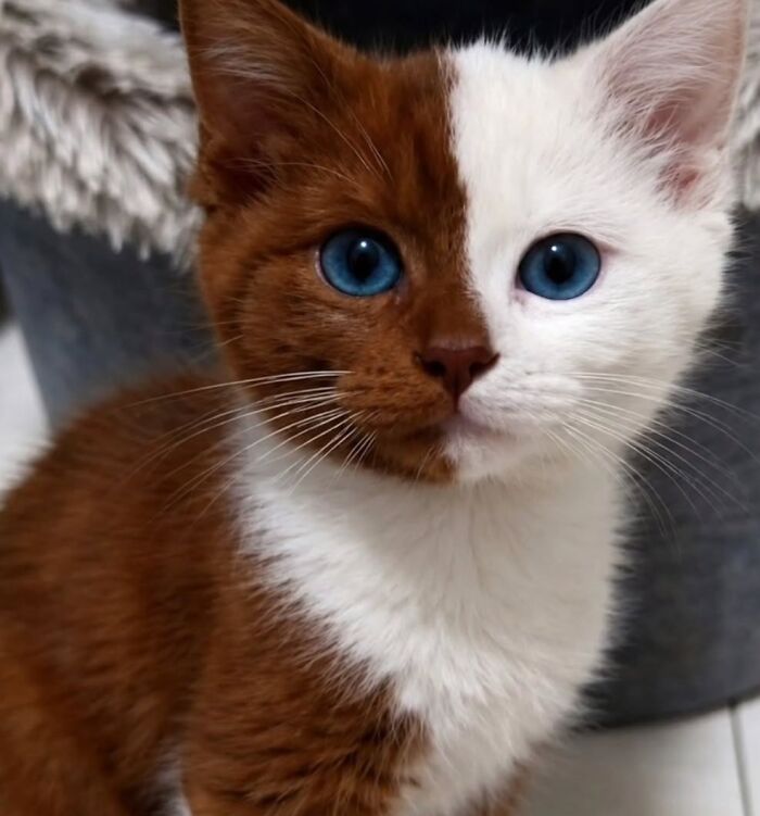 Funny pics with cats: A striking cat with a perfectly split face, half white and half brown, with bright blue eyes.