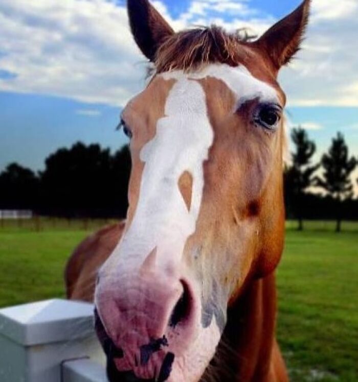 A horse's amusingly distorted face in a when you see it picture that will short-circuit brains.