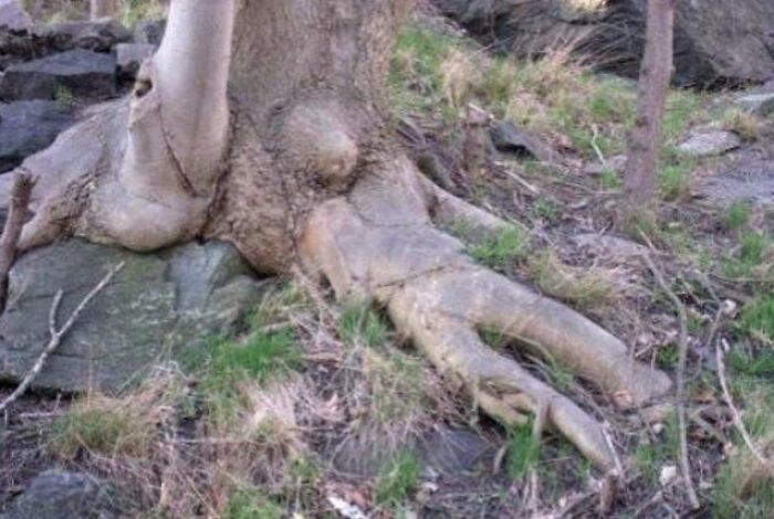 Tree roots resembling a person sitting down, a creative When You See It picture.