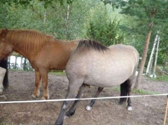 Two horses in a field, with the gray horse positioned behind the brown horse creating a When You See It visual.