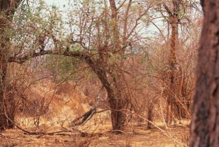 A dry, wooded landscape with a camouflaged giraffe blending into the trees, creating a compelling when you see it picture.