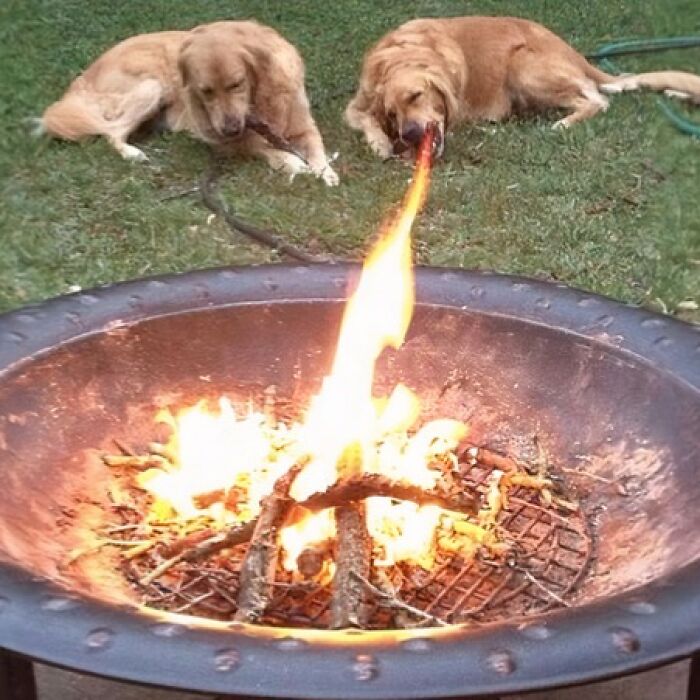 Two dogs in a yard, one holding a stick and the other appearing to breathe fire from a fire pit, a 'When You See It' image.