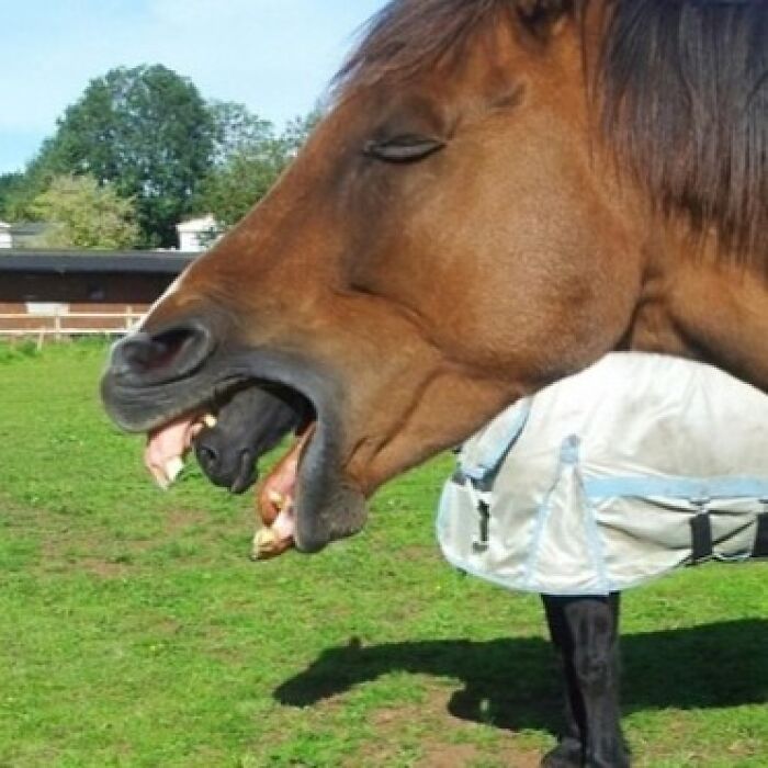 A horse appearing to yawn widely, revealing another horse's head in its mouth for a When You See It Picture.