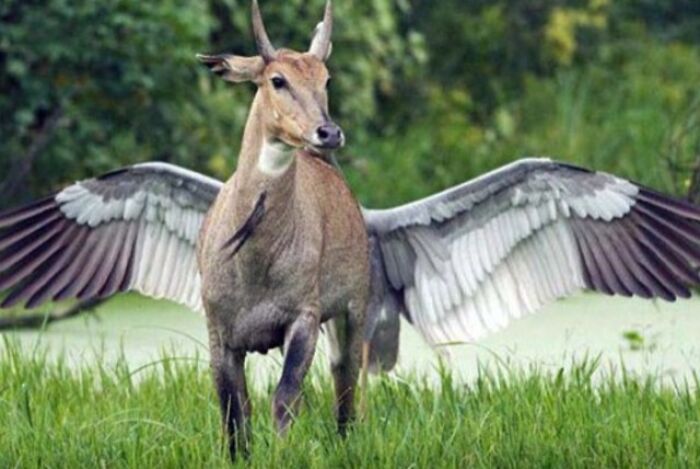 A deer with large bird wings, a peculiar When You See It Picture that short-circuits brains.