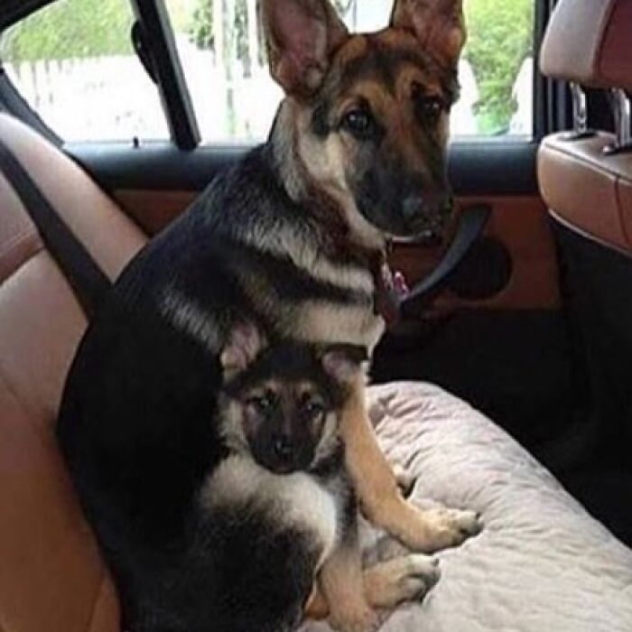 Two German Shepherds in a car, with the smaller one appearing to be part of the larger dog, a when you see it picture.