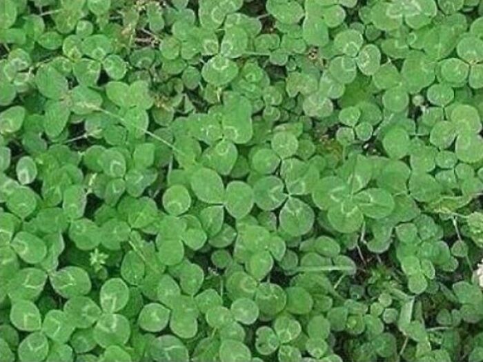 A field of green clover with an optical illusion that is a when you see it picture.