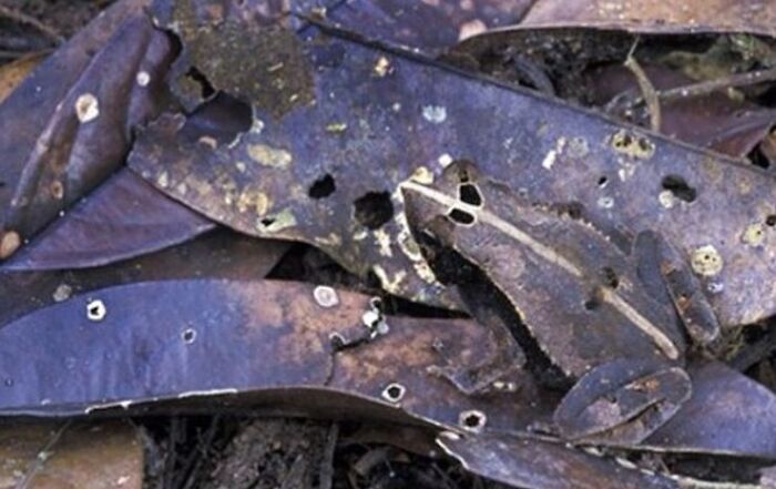 A masterful camouflage: a frog blending seamlessly with d**d leaves in a when you see it picture.