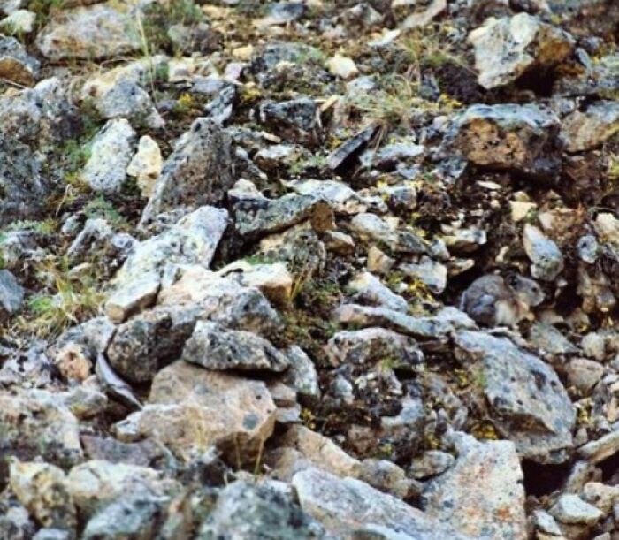Camouflaged animal hidden among rocks and grass. A challenging 'When You See It' picture.
