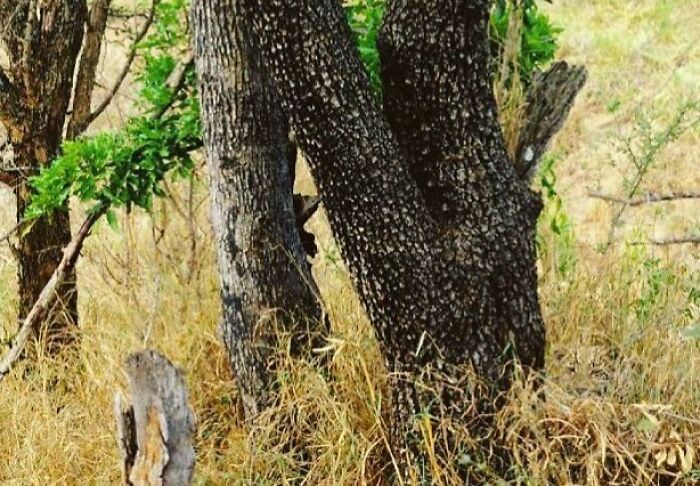 Trees in a dry, grassy landscape with a hidden animal, an example of 'When You See It' pictures that short-circuit brains.