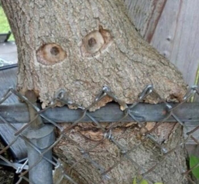 A tree trunk growing around a chain link fence, forming a face that makes you do a double take for a when you see it picture.