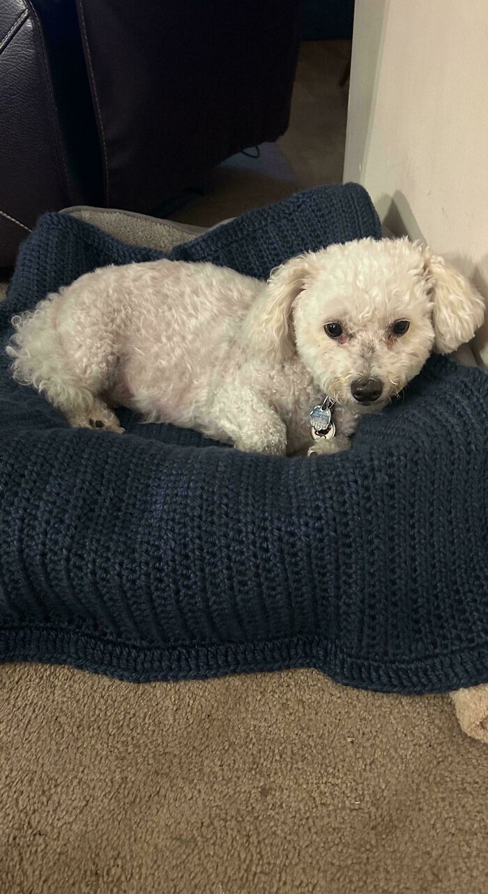 A small, white fluffy dog resting comfortably on a dark blue crochet blanket, an incredible crochet accessory for pets.