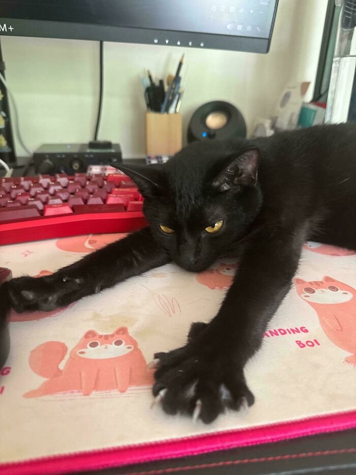 Black cat stretching its front leg and spreading its cat claws on a desk pad.