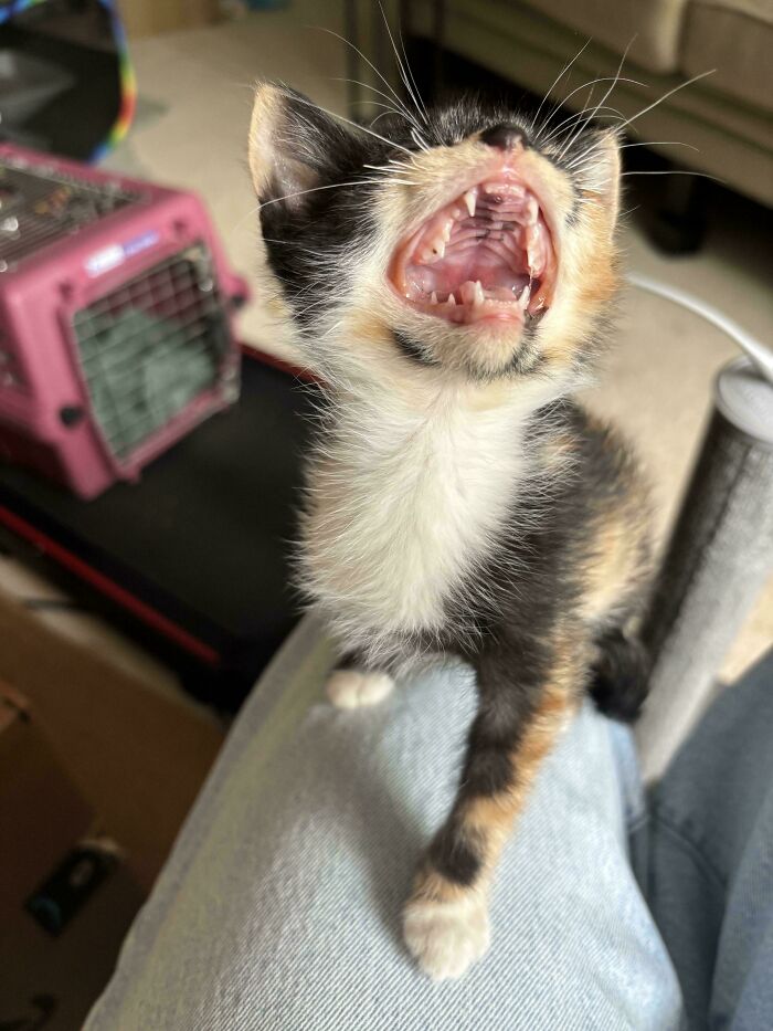 Calico kitten meowing with open mouth on lap