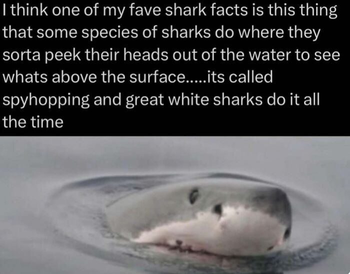 Interesting facts: Great white shark spyhopping out of the water.