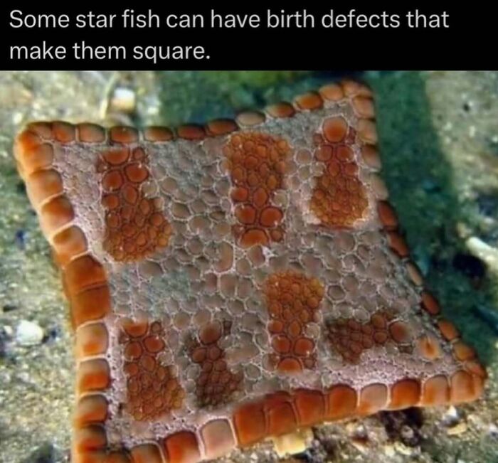 Interesting facts: A square starfish with a birth defect on the ocean floor.